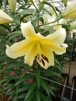 [5180 Catina No02.JPG]